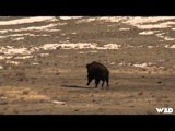 Primal Instinct - Colorado Bison