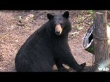 Primal Instinct - Manitoba Bear Hunt with Duck Mountain Outfitters