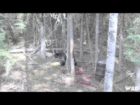 Into High Country - Monster Alberta Black Bears