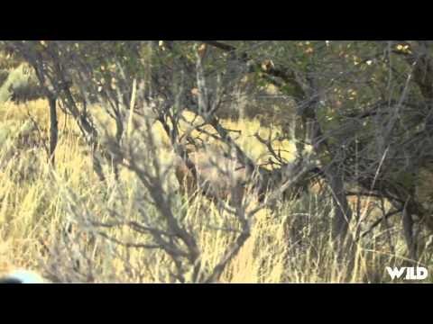 Steves Outdoor Adventures - Utah Elk Hunt