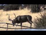 Easton Bowhunting TV - New Mexico Mule Deer