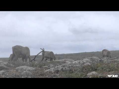 Into High Country - Quebec Labrador Caribou Part 2