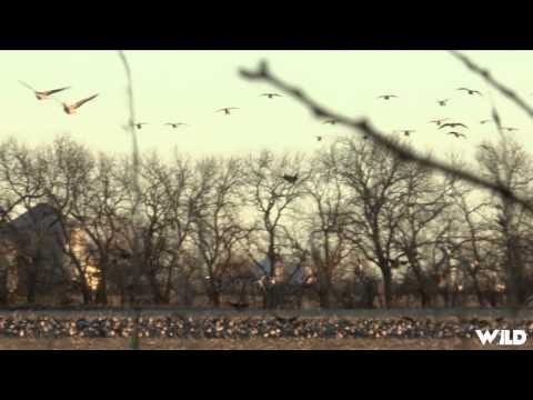 The Fowl Life - Take Me Out to The Ball Game Take Me Outto Hunt Kansas Geese