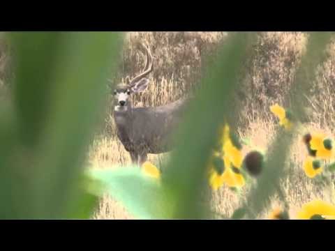 Excaliburs Huntin the Backwoods - Mill Iron Mulies