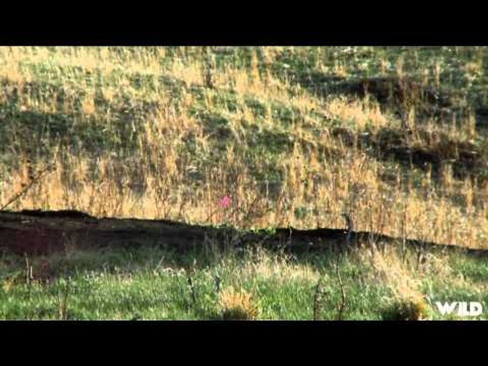 Easton Bowhunting TV - Colorado Turkeys