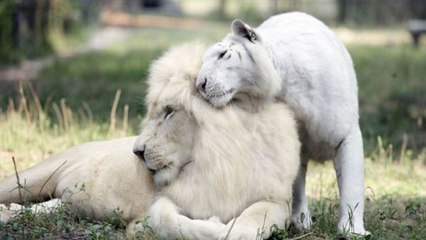 Top 10 Wild Animals You Can Own Pets