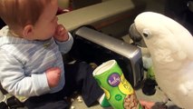 Ребенок кормит попугая какаду завтраком!