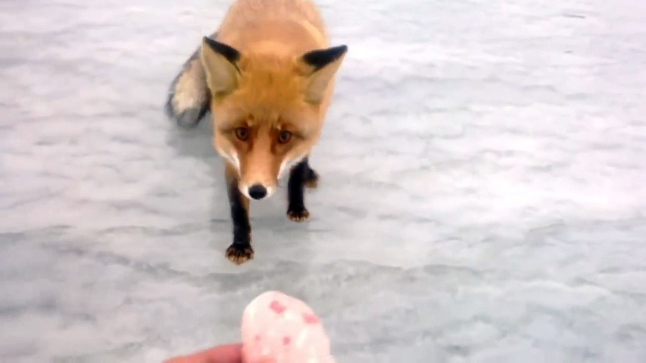 Просто шок , Она не дикая,она .......евшая , ЛИСА НА РЫБАЛКЕ!!!