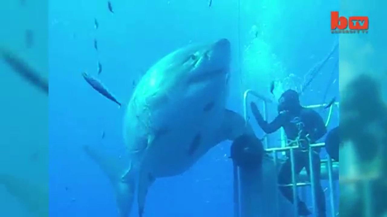 Wow! 7 Meters Long World’s Largest Shark Deep Blue Sea