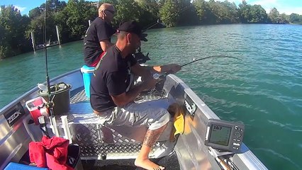 INCREDIBLE HUGE CATFISH 8,5 FEET