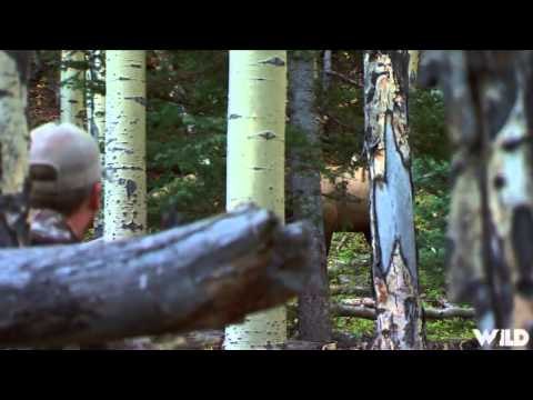 Primos The Truth About Hunting - Elk in Colorado