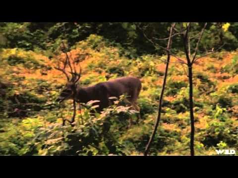 NonStop Hunting - Giles IslandWisconsin