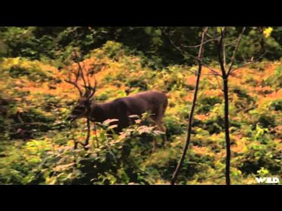 NonStop Hunting - Giles IslandWisconsin