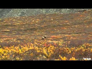 Primos  The Truth About Hunting - NWT Big Game Part 2