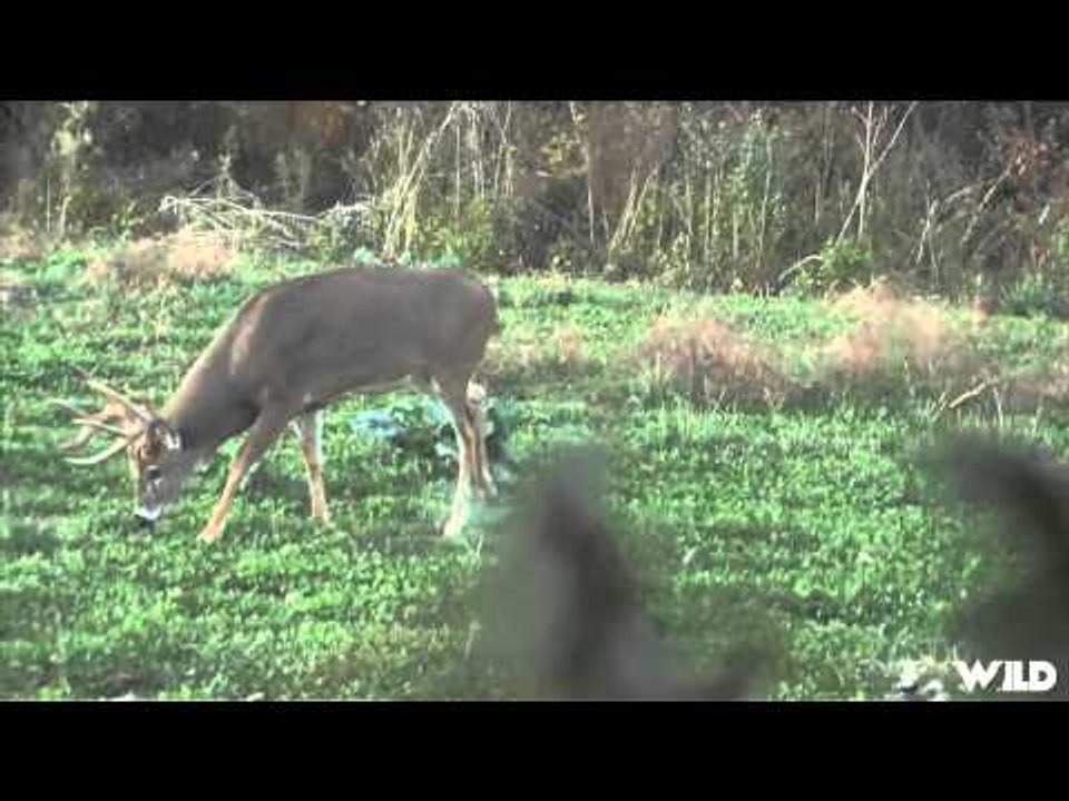 Relentless Pursuit  - Long Shot