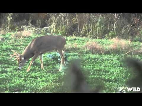 Relentless Pursuit - Long Shot