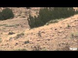 MOJOs Migration - Colorado Coyotes