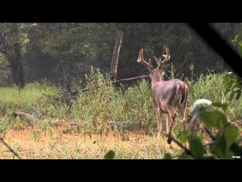 The Zone - Kentucky Early Season Whitetails