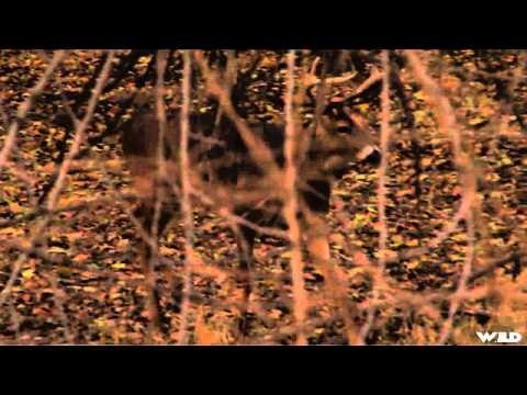 Primal Instinct - Kansas Whitetails