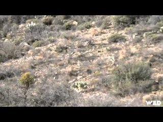 Outdoor Edge Love of the Hunt  - Arizona Javelina