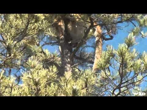 Predator Nation - Colorado Lion