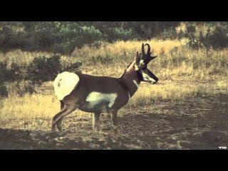 Heartland Bowhunter TV - Western Challenge
