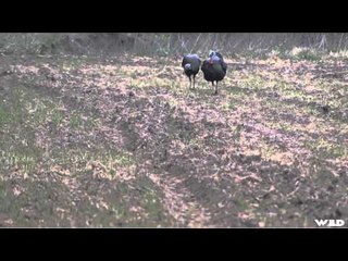 Relentless Pursuit  - Oh Lover Boy