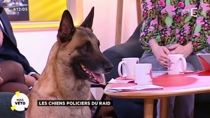 Les chiens policiers du RAID