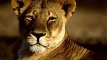 LADY LIONESSS JOURNEY [Wildlife Nature Documentary HD] hunting,mating,lion,attack,vs