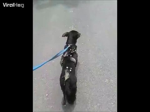 Cette maman chien promène des bébés opossums sur son dos