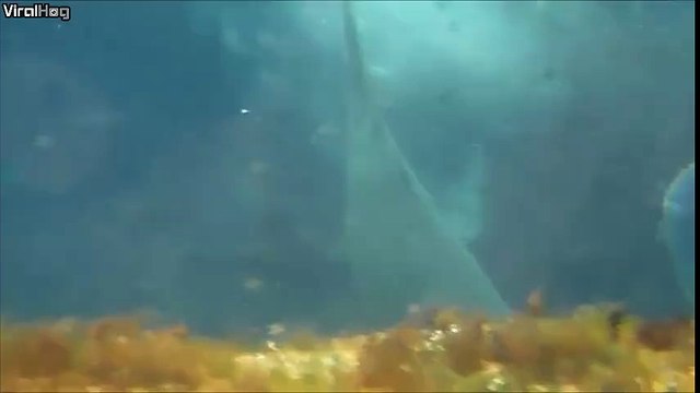 diver, who was trying to assist a pregnant, Ragga Tooth Shark, gets attacked.
