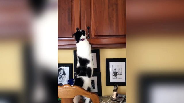 Un chat affamé va chercher les croquettes dans le placard!
