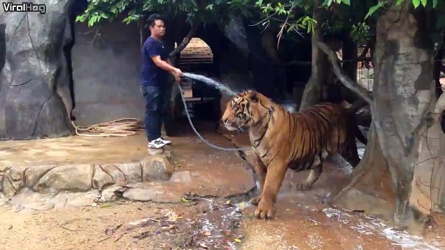 Tiger bath! Impressive