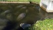 Des dizaines de lamantins se réchauffent dans un canal à Indian Harbour Beach, Floride - USA