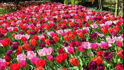 best naat by Abu baker..