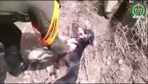 İnsanlığa Olan İnanç Tazelendi! Nehre Düşen Köpeği Kurtarmak İçin Seferber Olan Polisler