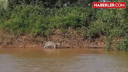 Jaguar, Dev Timsahı Tek Hamlede Midesine İndirdi