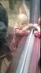 Беременная подошла к орангутану, а дальше случилось неожиданное