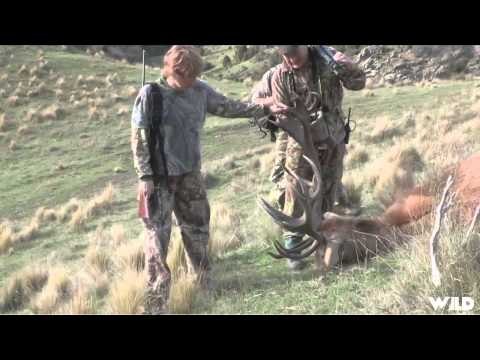 Hollywood Hunter - New Zealand Red Stag Fever