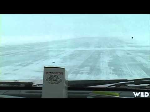 Wild Sheep Foundations Hittin the Outdoors - The Prehistoric Ox of The Arctic