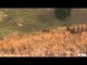 Primos  The Truth About Hunting - Mississippi Delta Deer