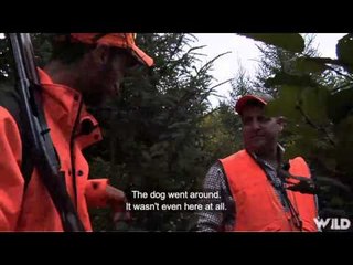 Qubec  vol d oiseau - Woodcock Hunting