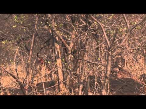 Noslers Magnum TV - Zimbabwe Buffalo