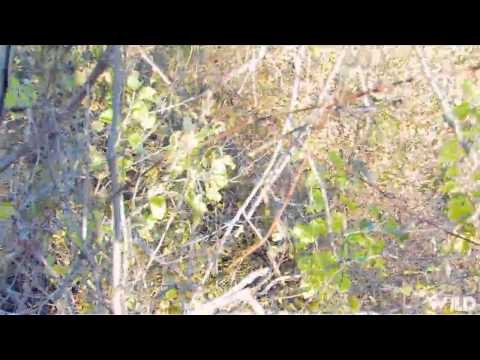 Buck Ventures Outdoors - Rollin