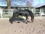 MEINSE stallion video Feb March liberty and saddle 2007-2C