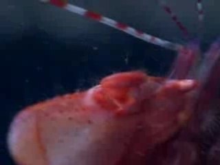 Crevette pistolet Pistol shrimp