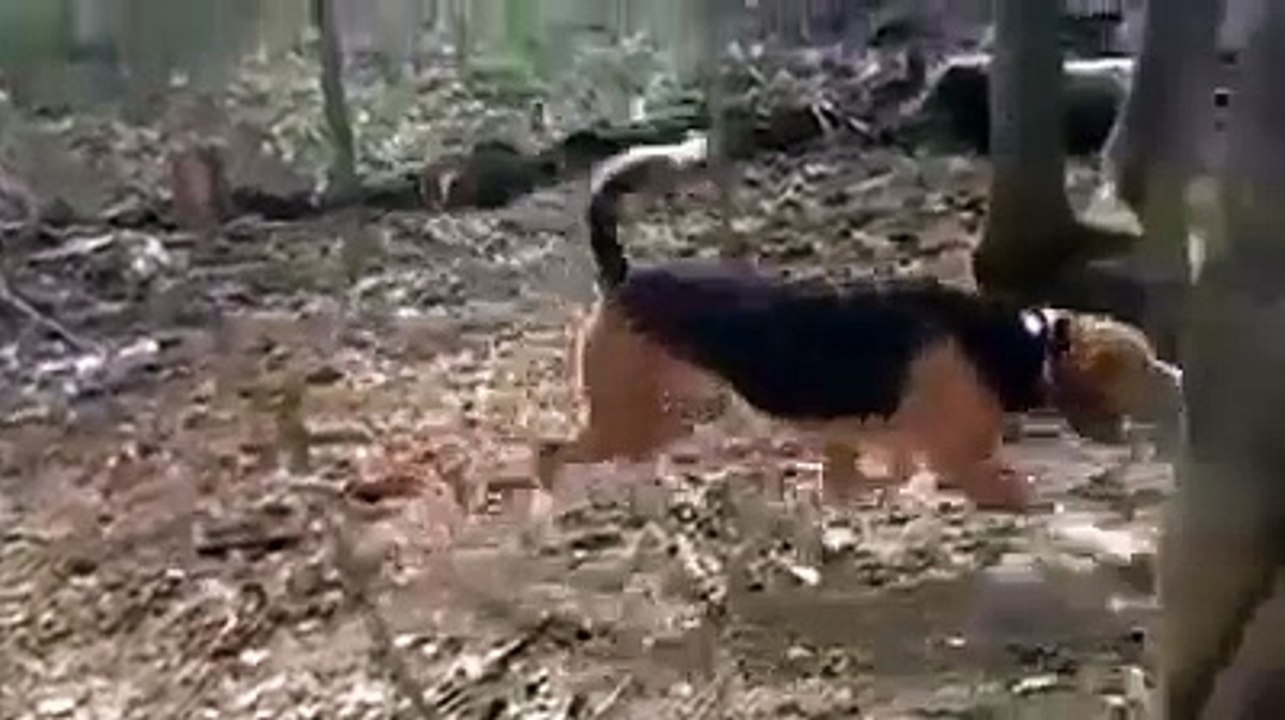 DOMUZ İLE AV KÖPEĞİNİN KAPIŞMASI