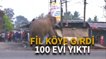 Yaşam alanına yerleşim birimi kurulan fil köye girdi