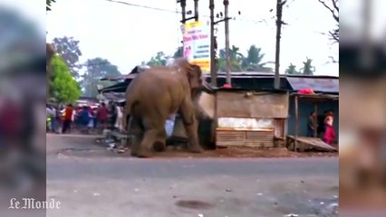 下载视频: Un éléphant sauvage démolit une centaine de bâtiments dans un village indien