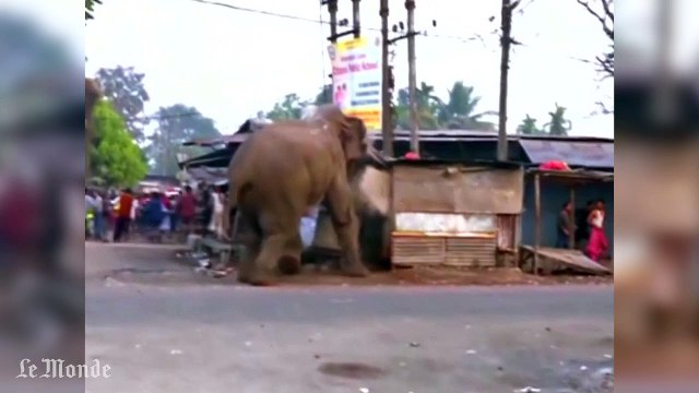 Un éléphant sauvage démolit une centaine de bâtiments dans un village indien